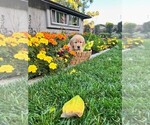 Small Photo #1 Golden Retriever Puppy For Sale in LA HABRA, CA, USA