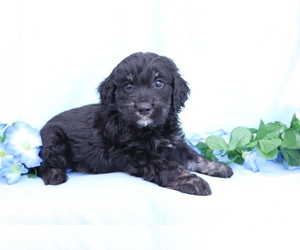 Goldendoodle (Miniature) Puppy for sale in SHILOH, OH, USA