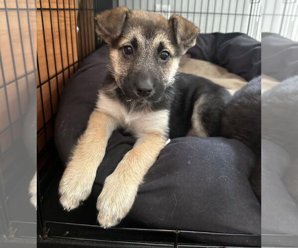 Medium Photo #2 Shepradors Puppy For Sale in Princeton, MN, USA