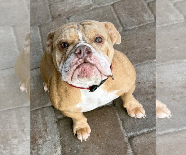Medium Photo #1 Bulldog Puppy For Sale in Valrico, FL, USA