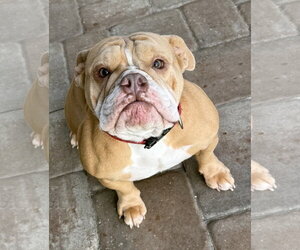 Bulldog Dogs for adoption in Valrico, FL, USA