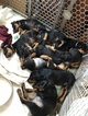 Small Photo #8 Doberman Pinscher Puppy For Sale in COLLEGE HEIGHTS DURANGO, CO, USA