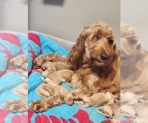 Mother of the Golden Retriever-Goldendoodle Mix puppies born on 02/16/2023