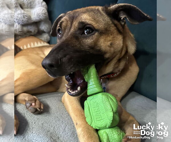 Medium Photo #9 Mutt Puppy For Sale in Washington, DC, USA