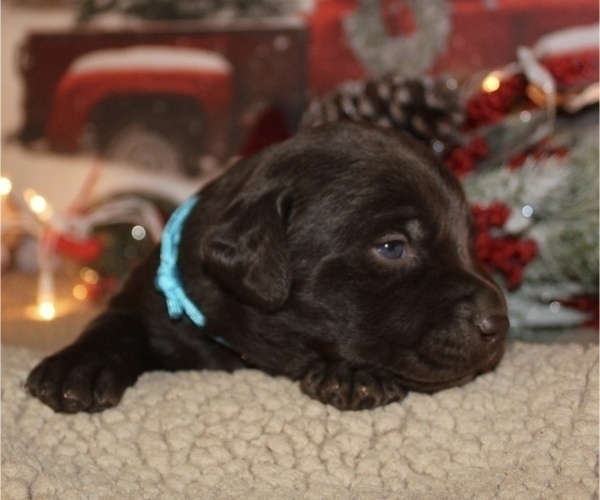 Medium Photo #4 Labrador Retriever Puppy For Sale in MANSFIELD, MO, USA