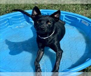 Labrador Retriever-Unknown Mix Dogs for adoption in Conroe, TX, USA