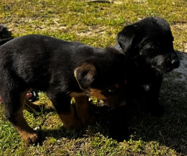 Medium Photo #4 Shepradors Puppy For Sale in IDABEL, OK, USA