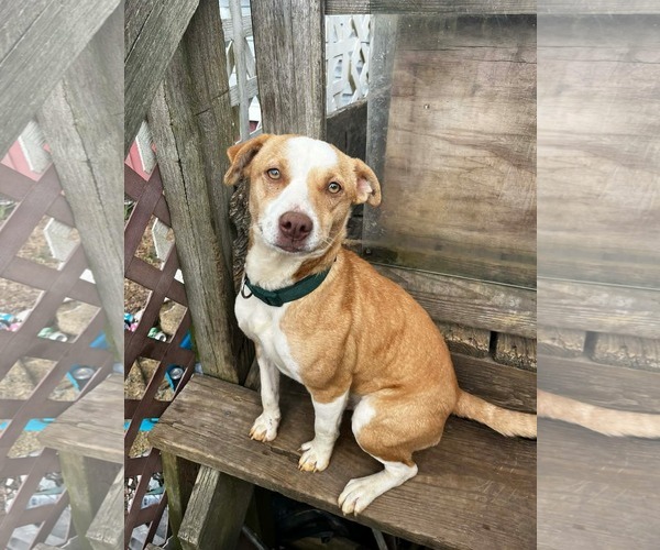 Medium Photo #1 Mutt Puppy For Sale in Westwood, NJ, USA