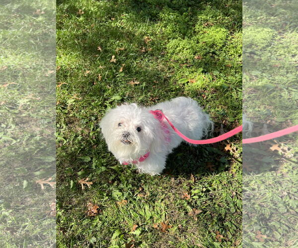 Medium Photo #6 Maltese Puppy For Sale in St. Cloud, MN, USA