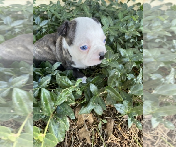 Medium Photo #2 Boston Terrier Puppy For Sale in FREDONIA, KS, USA