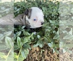 Small #1 Boston Terrier