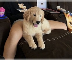 Golden Retriever Puppy for sale in LACKLAND A F B, TX, USA