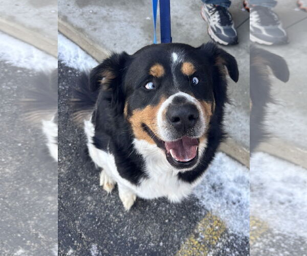 Medium Photo #6 Australian Shepherd-Unknown Mix Puppy For Sale in Grafton, WI, USA