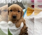Small #3 Golden Retriever