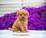 Puppy Benji Goldendoodle (Miniature)