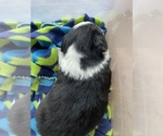 Small Photo #12 Border Collie-Papillon Mix Puppy For Sale in CULPEPER, VA, USA