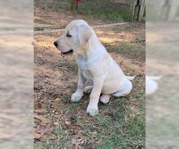 Medium Photo #3 Labrador Retriever-Unknown Mix Puppy For Sale in Alexander, AR, USA