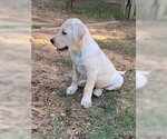Small #2 Labrador Retriever Mix