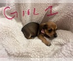 Small Photo #10 Chiweenie Puppy For Sale in CANDLER, NC, USA