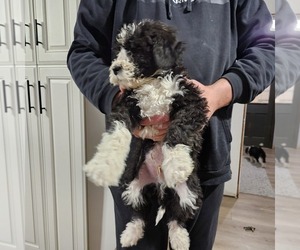 Bernedoodle Puppy for sale in TROY, OH, USA