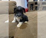 Small Photo #4 Schnauzer (Miniature) Puppy For Sale in COLLEGE STA, TX, USA