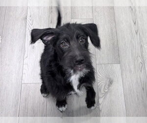 Mutt Dogs for adoption in Ames, IA, USA
