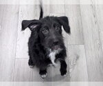 JUKE - Female Mutt Dog for Adoption - Small photo