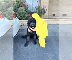 Small Photo #3 Goldendoodle Puppy For Sale in ORO VALLEY, AZ, USA
