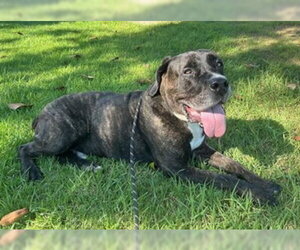 Finn - Male Presa Canario-Unknown Mix Dog for Adoption - Photo #4