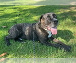 Small #3 Presa Canario Mix