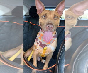 Dodger Lizman - Male Carolina Dog-Pharaoh Hound Mix Dog for Adoption - Photo #14