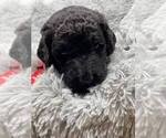 Small Photo #10 Labradoodle Puppy For Sale in PIERSON, FL, USA