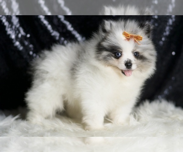 Medium Photo #4 Pomeranian Puppy For Sale in WARSAW, IN, USA