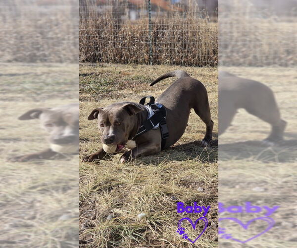 Medium Photo #4  Puppy For Sale in , 