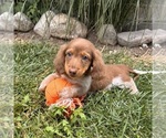 Small #1 Dachshund