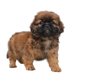ShihPoo Puppy for sale in SAN DIEGO, CA, USA