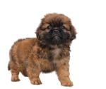 Small Photo #1 ShihPoo Puppy For Sale in SAN DIEGO, CA, USA