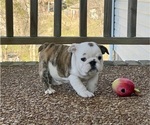 Small Photo #3 English Bulldog Puppy For Sale in COLUMBIA, TN, USA