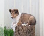 Small #2 Collie