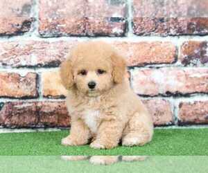 Poochon Puppy for sale in BEL AIR, MD, USA