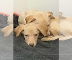 Small #4 Labrador Retriever Mix