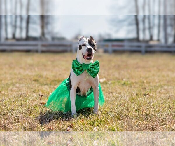 Medium Photo #14 American Pit Bull Terrier-Unknown Mix Puppy For Sale in Landenberg, PA, USA