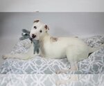 Small Photo #4 Boxador Puppy For Sale in Kennesaw, GA, USA