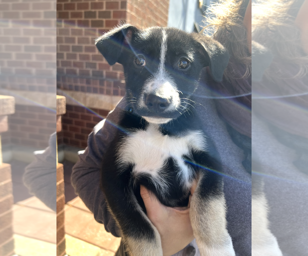 Medium Photo #4 Mutt Puppy For Sale in Rockville, MD, USA