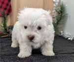 Small #6 Havanese
