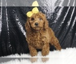 Puppy Valentino F1B Goldendoodle (Miniature)