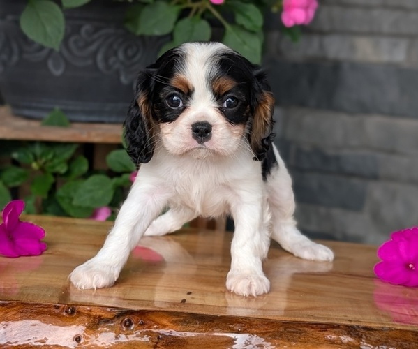 Medium Photo #8 Cavalier King Charles Spaniel Puppy For Sale in GOSHEN, IN, USA