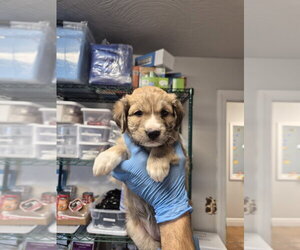 Aussie Pyrenees Dogs for adoption in Bolivar, MO, USA