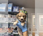 iRobot - Female Aussie Pyrenees Dog for Adoption - Small photo