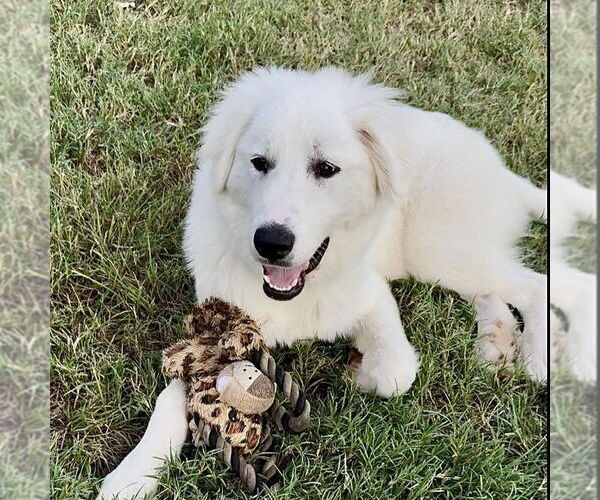 Medium Photo #3 Great Pyrenees Puppy For Sale in Dallas, TX, USA